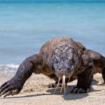 Komodo Tour Package - Komodo Tour 3 Days 2 Nights 30% Off