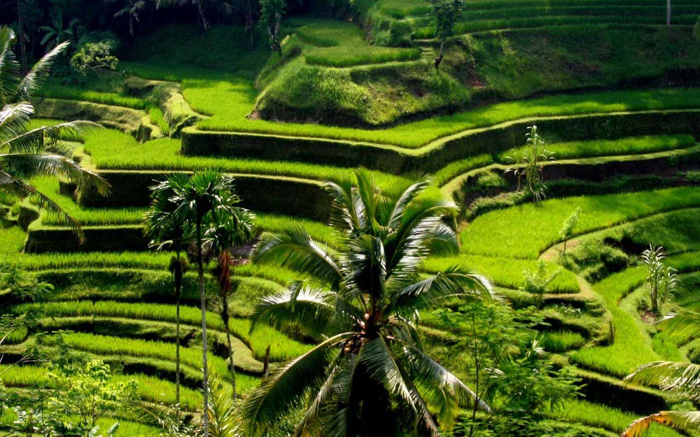 Bali Tour - Ubud Tour - Ubud Half Day Bali Tour Package